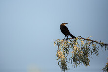 Female Grackle Looking Right On A Russian Olive Branch