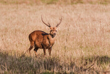 Red Deer Male Isolated In The Grass Field