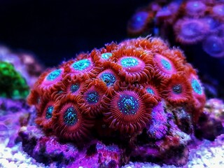 Wall Mural - Small colony of Red Magician Polyps Zoanthids in coral reef aquarium tank