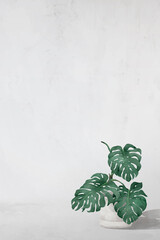 Poster - Blank monstera leaves frame vector