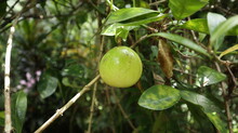 Close Up Of A Ripen Fruit Of Yellow Passion Fruit Variety Hanging