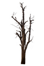 Dehydrated And Dead Trees Isolated On White Background With Clipping Path