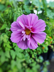 closeup of the blossomed purple cosmos flowers in the gardenv