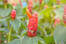 Close-up Of Red Flowering Plant