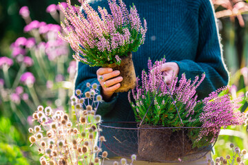 a woman holding a basket of heather plants.