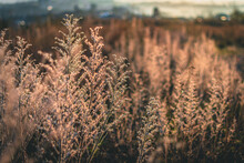 Sepia Shot Of Grasses On The Meadow - Great For Wa