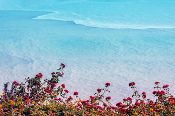 Fototapete - Flowers on the shores of the Dead Sea