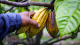 farmer hand harvesting ripe cocoa fruit on the tree