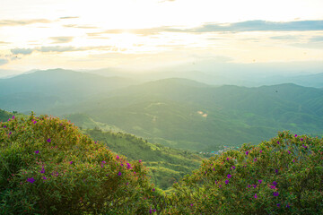 Wall Mural - sunset view on the top of the mountain in the forest nature
