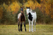 Two foals standing on the field in autumn