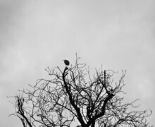 Silhouette Shot Of A Bird Perched On A Bare Tree In Grayscale