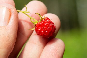 Close up of hand of child harvesting red ripe raspberry. Harvesting raspberries by a child.