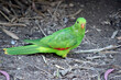 the red winged parrot is on the ground looking for food