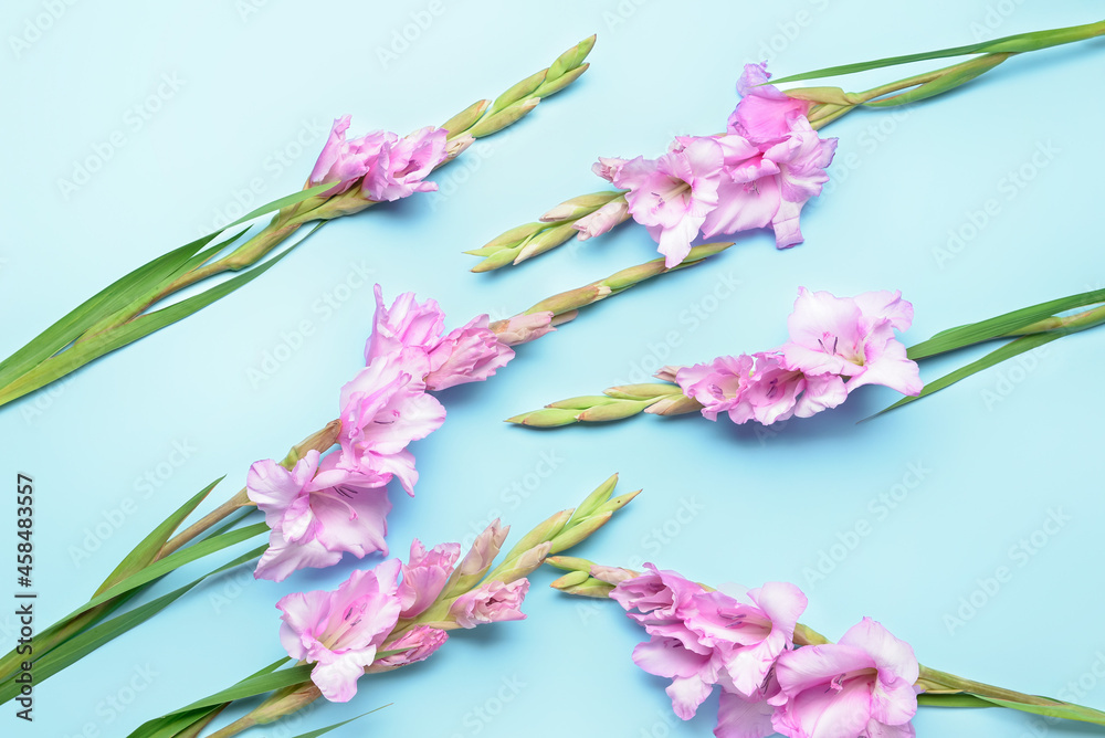 Beautiful gladiolus flowers on color background, closeup