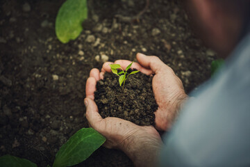 Senior man gardening as holds fertile soil in his hands with growing green seedling. Spring garden planting process. Person arms put a plant in the ground. Earth day, ecology and environmental concept