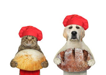 Wall Mural - A dog labrador and a beige cat bakers are holding loaves of bread. White background. Isolated.