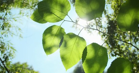 Wall Mural - green leaves close-up on blue sky in summer. luscious green leaves on tree branch illuminated bright