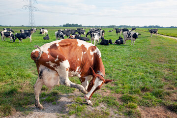 Wall Mural - Dutch milk cow with itch in meadow in Krimpenerwaard