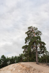 Wall Mural - tree on hill with cloudy sky at background
