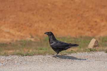 Poster - Northern Raven (Corvus corax) walking on a gravel road