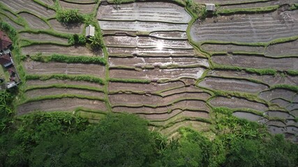 Canvas Print - An aerial view of cultivated rice fields in Bali, Indonesia in 4K