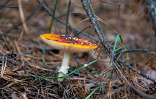 Red Poisonous Autumn Fly-agaric Mushrooms