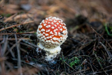 Poster - Red poisonous autumn mushrooms