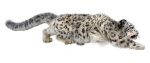 3D Rendering Snow Leopard On White