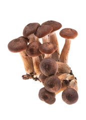 Poster - honey mushrooms isolated