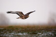 Flying Common buzzard - Buteo buteo