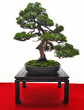 bonsai tree isolated on white, chinese juniper