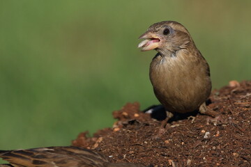 female house sparrow