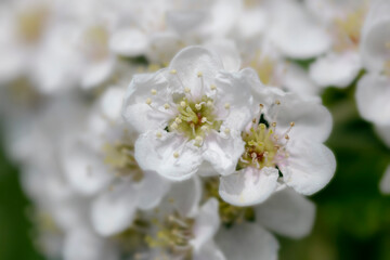 Wall Mural - white cherry tree blossom