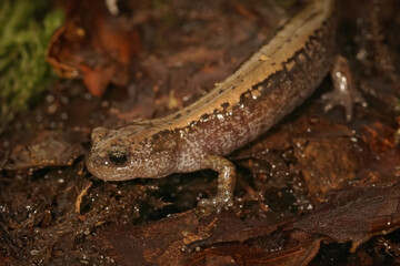 Poster - closeup on the siberian salamander, salamandrella keyserlingii