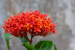 Closeup shot of vibrant, fiery orange milkweed flowers in a garden surrounded by lush green leaves