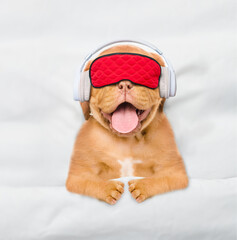 Poster - Mastiff puppy wearing  headphones and sleeping mask listening music on a bed at home. Top down view
