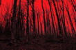 red sky above forest, apocalyptic landscape