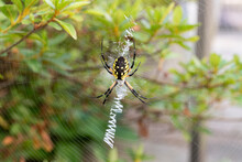 Black And Yellow Garden Spider On It's Web In A Garden