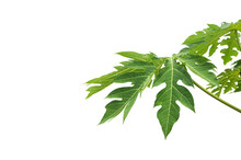 Isolated Papaya Leaf With Clipping Paths.