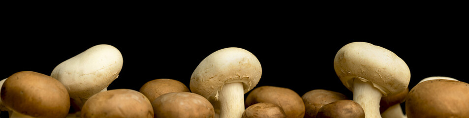 Wall Mural - Mushrooms banner on a black background, copy space photo, organic and natural ingredient concept