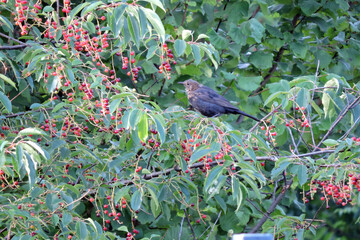 Wall Mural - The Eurasian blackbird sitting on a branch of a wild cherry with ripening round red and purple fruit