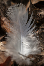Lost Feather In The Forest