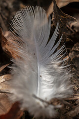 lost feather in the forest