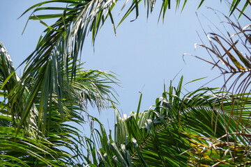 Wall Mural - the sky view among the palm leaves. beautiful blue sky on a sunny day. green and blue scenery from the bottom up.