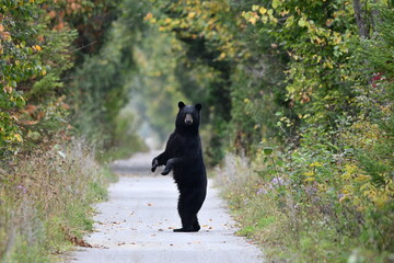 Black Bear sees people walking on trail and stands up on hind feet for a better look before returning to forest
