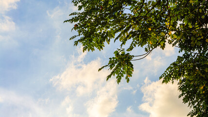 Wall Mural - Branch trees against cloudy blue sky, bottom view. Green leave tree and clouds