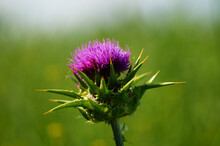 Blossom Of A Milk Thistle In Front Of A Withered Rape Field.