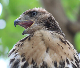 Poster - Closeup shot of a hawk looking for its prey against a blurred background