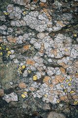 Sticker - Cracked ground surface texture with rim lichens