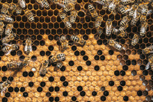 Bees Convert Nectar Into Honey. Close-up, Macro View. Bee Brood - Eggs, Larvae And Pupae, Grown By Honey Bees In Set Cells.